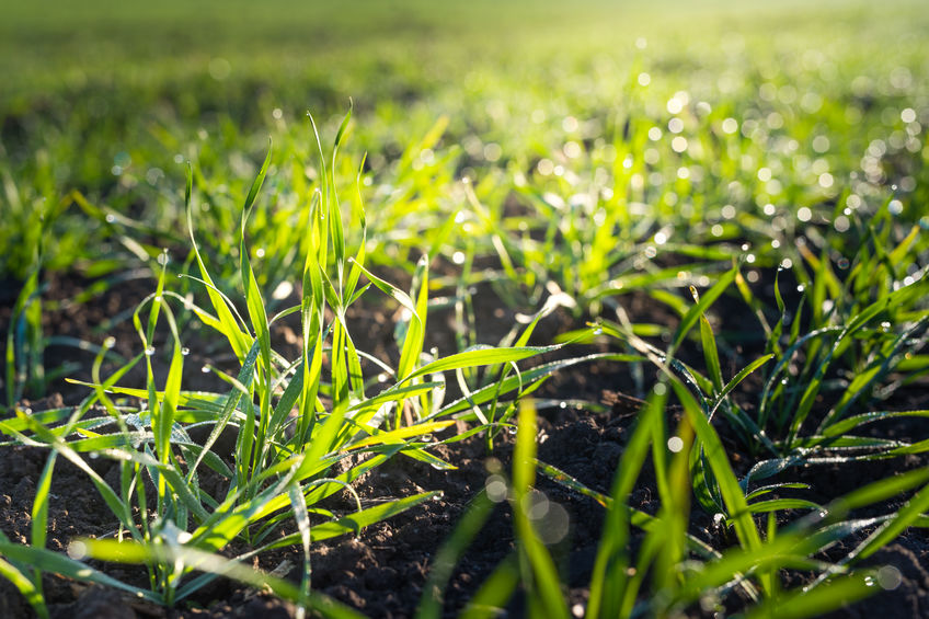 Cost recovery of nitrogen fertiliser application in winter wheat fertilisation in spring 2021